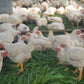 Pastured Chicken Pack [1 Whole Chicken]