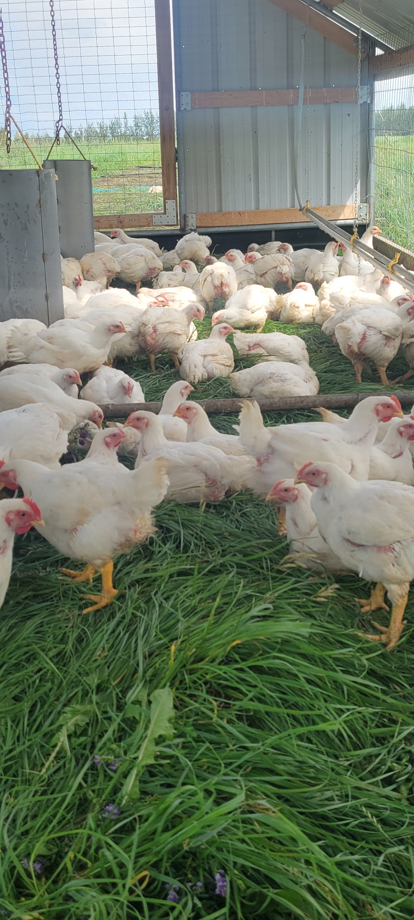 Pastured Chicken Pack [1 Whole Chicken]