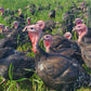 Pastured Turkey DEPOSIT