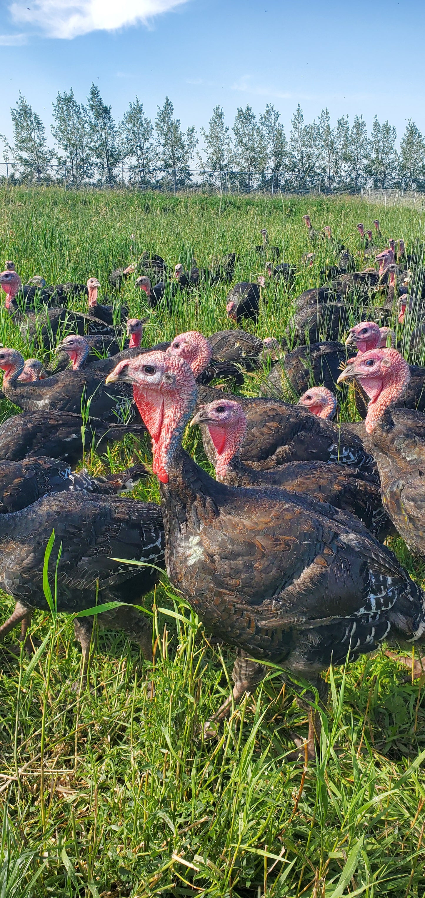 Pastured Turkey DEPOSIT
