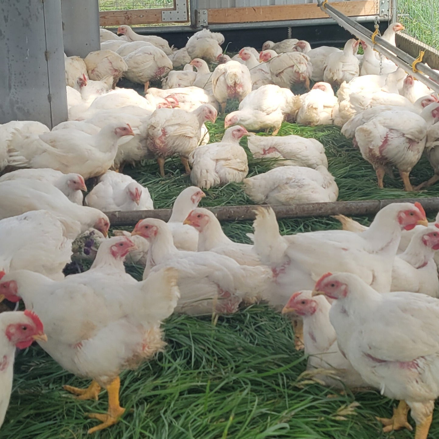 Pastured Chicken Breasts