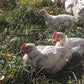 Pastured Chicken Pack[4 Whole Chickens]