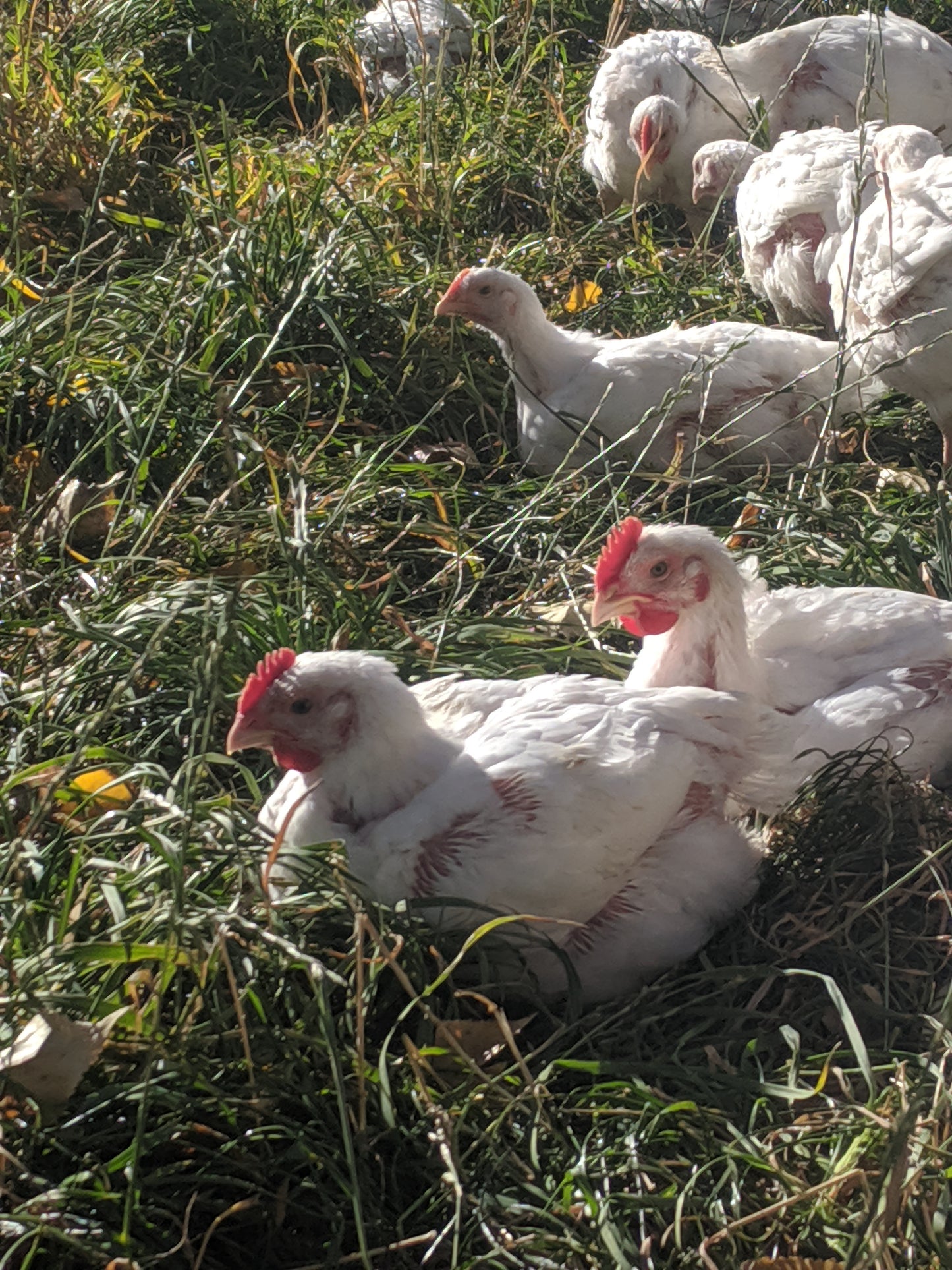 Pastured Chicken Pack[4 Whole Chickens]