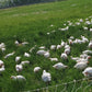 Pastured Chicken Breasts